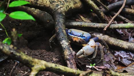 Cangrejo-De-Costa-Rica,-Cangrejo-De-Tierra-Azul-Vida-Silvestre-Y-Animales-De-La-Selva-Tropical-En-El-Parque-Nacional-De-Tortuguero,-Caminando-Y-Moviéndose-Hacia-Su-Agujero-En-El-Suelo,-América-Central