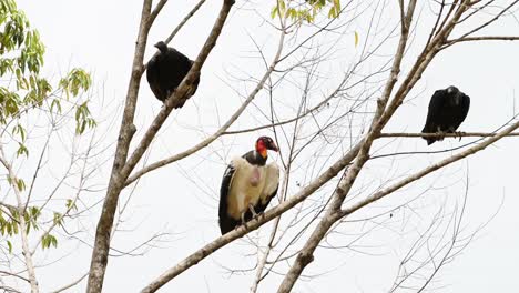 King-Vulture-,-Costa-Rica-Wildlife-Birds-and-Birdlife,-Perching-Perched-on-a-Branch-in-a-Tree-in-Boca-Tapada,-Central-America