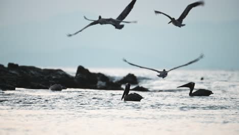 Aves-Y-Vida-Silvestre-De-Costa-Rica,-Pelícano-Pardo-En-Vuelo-Despegando-Del-Océano-Pacífico-Y-El-Mar,-Frenesí-De-Alimentación-De-Grandes-Bandadas,-Asombrosos-Eventos-Naturales-Del-Mundo