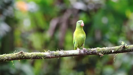 Pair-of-Two-Orange-Chinned-Parakeet-,-Costa-Rica-Tropical-Bird-in-Rainforest,-Bright-Green-Brightly-Coloured-Birdlife-Couple,-Birdwatching-in-Boca-Tapada,-Central-America