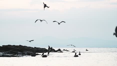 Aves-Y-Vida-Silvestre-De-Costa-Rica,-Frenesí-De-Alimentación-Del-Pelícano-Pardo-,-Asombroso-Comportamiento-Animal-De-Grandes-Bandadas-De-Pesca-Con-Mosca-Y-Buceo-En-La-Costa-Y-El-Mar-Del-Océano-Pacífico,-Punta-Leona-1