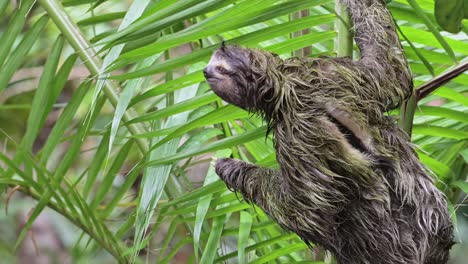 Costa-Rica-Sloth-in-Rainforest,-Climbing-a-Tree,-Brown-Throated-Three-Toed-Sloth-Moving-Slowly-in-Tortuguero-National-Park,-Wildlife-and-Animals-in-the-Wild,-Central-America