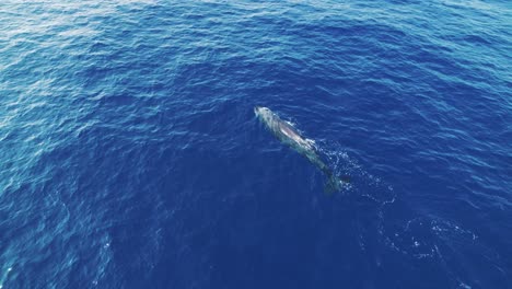 Cachalote-En-El-Santuario-De-Pelagos,-Mar-Mediterráneo