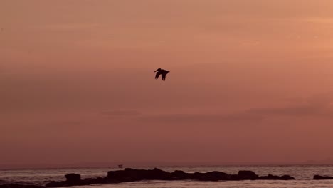 Amazing-Wildlife-of-Costa-Rica,-Bird-Flying-Past-Sun,-Brown-Pelican-In-Flight-Over-Pacific-Ocean-Coast-and-Sea-at-Sunset,-Cinematic-Shot-of-Coastal-Sealife-and-Birdlife