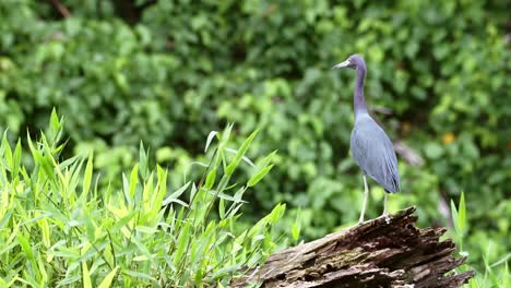 Little-Blue-Heron-,-Costa-Rica-Birds-and-Wildlife,-Perched-Perching-On-a-Branch-in-the-Rainforest-of-Tortuguero-National-Park,-Central-America-1