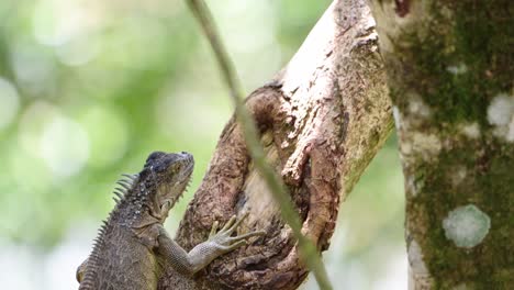 Cámara-Lenta-De-La-Vida-Silvestre-Del-Lagarto-Iguana-Verde-En-La-Selva-Tropical-De-Costa-Rica,-Trepando-Y-Caminando-En-Un-árbol-En-Boca-Tapada,-Comportamiento-Animal-De-La-Vida-Silvestre-Y-Naturaleza-Asombrosa-En-América-Central-1