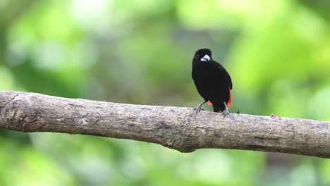 Scharlachroter-Rumped-Tanager-,-Tropischer-Vogel-Von-Costa-Rica,-Wild-Lebende-Tiere-Und-Regenwaldvogelwelt,-Vogelbeobachtung-In-Boca-Tapada,-Schöne-Exotische-Natur-Zentralamerika