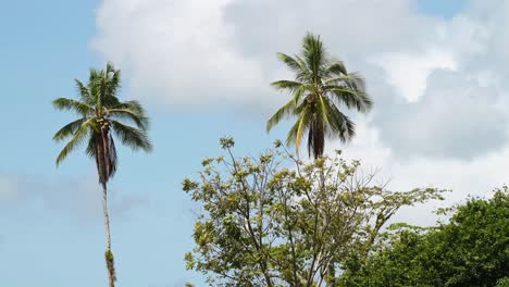 Costa-Rica-Rainforest-Palm-Trees-Scenery-Seen-on-River-Banks-while-Moving-Along-and-Traveling-on-a-Tourist-Boat-Trip-Tour-Through-Nature,-Tortuguero-National-Park,-Central-America