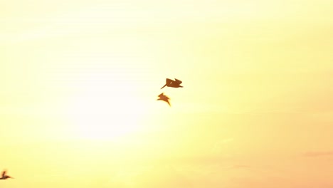 Amazing-Wildlife-of-Costa-Rica,-Birds-Flying-Past-Sun,-Brown-Pelicans-Flock-In-Flight-Over-Pacific-Ocean-Coast-and-Sea-at-Sunset,-Coastal-Sealife-and-Birdlife