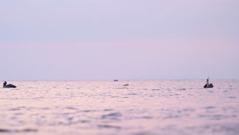 Erstaunlich-Schöne-Costa-Rica-Vögel-Und-Wild-Lebende-Tiere,-Brauner-Pelikan-Im-Flug,-Der-Vom-Pazifischen-Ozean-Und-Meer-Abhebt,-Küstennatur,-Sealife-Und-Vogelbeobachtung