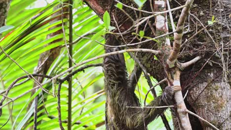 Perezoso-En-La-Selva-Tropical,-Fauna-De-Costa-Rica,-Escalar-Un-árbol,-Perezoso-De-Tres-Dedos-De-Garganta-Marrón-Moviéndose-Lentamente-En-El-Parque-Nacional-Tortuguero,-Animales-Salvajes,-América-Central-1