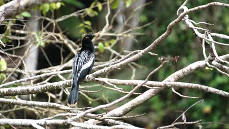 Fauna-De-Costa-Rica,-Ave-Anhinga-En-La-Selva-Tropical,-Sentada-Encaramada-En-Una-Rama-De-Un-árbol,-Naturaleza-Asombrosa-Y-Comportamiento-Animal,-Parque-Nacional-Tortuguero,-América-Central