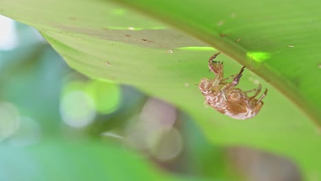 Insect-Exoskeleton,-Amazing-Nature-of-Cicada-Sking-Shed-onto-a-Leaf-in-Costa-Rica-Rainforest,-Carara-National-Park,-Central-America