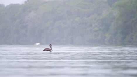 Brown-Pelican-in-Tortuguero-National-Park,-Costa-Rica-Wildlife-and-Birdlife,-Birds-in-the-Wild-on-the-River-with-Rainforest-Background,-Birdwatching-in-Central-America