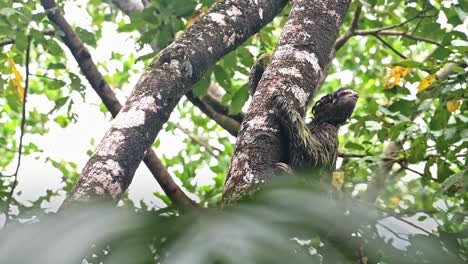 Sloth-in-Rainforest,-Costa-Rica-Wildlife,-Climbing-a-Tree,-Brown-Throated-Three-Toed-Sloth-Moving-Slowly-in-Tree-in-Jungle-in-Tortuguero-National-Park,-Central-America-1