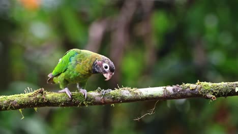 Costa-Rica-Parrot,-Brown-Hooded-Parrot-,-Tropical-Bird-and-Wildlife-in-Rainforest,-Birdlife-Birdwatching-in-Boca-Tapada,-near-Nicaragua,-Beautiful-Exotic-Nature-Central-America