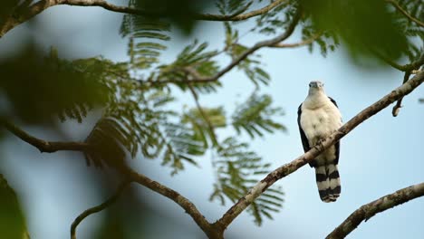 Gray-Headed-Kite-,-Costa-Rica-Bird-of-Prey-and-Wildlife,-Birdlife-Sitting-on-a-Branch-in-a-Tree,-Birdwatching-in-Boca-Tapada,-near-Nicaragua,-Central-America