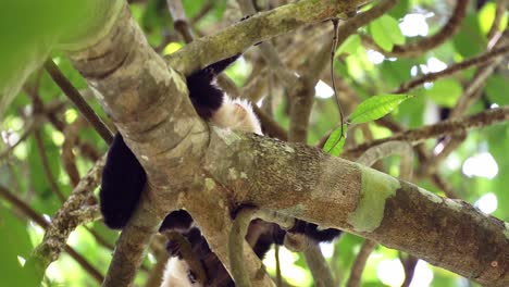 Dos-Monos-Araña-Centroamericanos-Durmiendo-Y-Jugando-En-Un-árbol-En-La-Selva-Tropical,-Parque-Nacional-Carara,-Fauna-Y-Animales-De-Costa-Rica