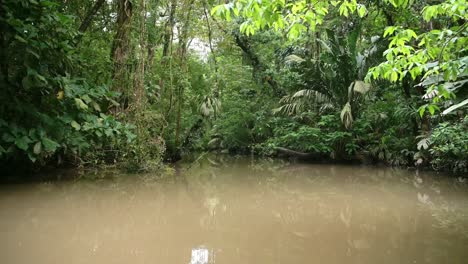 River-Boat-Trip-Through-Tropical-Jungle-Scenery-on-Costa-Rica-Rainforest-Vacation,-Amazing-Nature-at-Tortuguero-National-Park-on-Narrow-Canal-with-Trees,-Ferns-and-Green-Palms,-Central-America