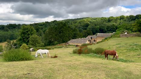 Weiße,-Braune-Und-Schwarze-Pferde-Auf-Einem-Bauernhof-In-Wood-Stanway---Cotswolds,-England