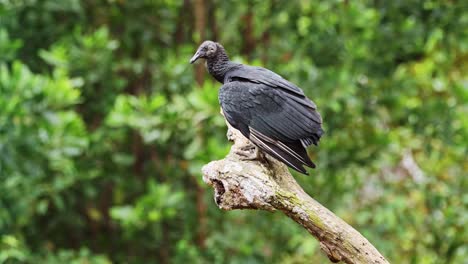 Black-Vulture-Portrait,-Costa-Rica-Wildlife-and-Birds,-Perched-on-a-Branch,-Boca-Tapada,-Costa-Rica,-Central-America,-Large-Birdlife-Scavenger