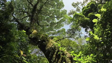 Large-Old-Tree-in-Costa-Rica-Rainforest,-Looking-Up-at-the-Jungle-Canopy,-Tropical-Scenery-of-Plants-and-Greenery-at-Arenal-Volcano-National-Park-Mistico-Hanging-Bridges,-Central-America