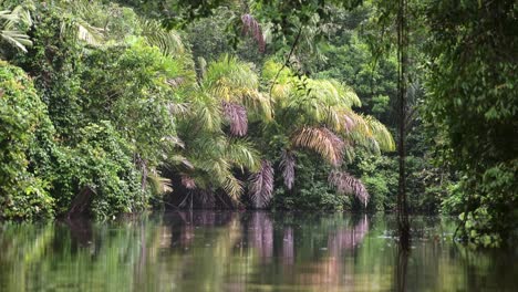 Tropical-Jungle-Scenery-in-the-Costa-Rica-Rainforest-at-Tortuguero-National-Park,-with-Trees,-Ferns,-Green-Palms,-Lush-Greenery-and-Large-Leaves-in-Thick-Dense-Habitat