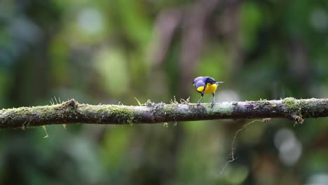 Oropéndola-De-Baltimore-,-Ave-Tropical-De-Costa-Rica,-Vida-Silvestre-Y-Aves-De-La-Selva-Tropical,-Observación-De-Aves-En-Boca-Tapada,-Cerca-De-Nicaragua,-Hermosa-Naturaleza-Exótica-Centroamérica