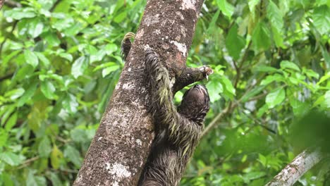 Sloth-in-Rainforest,-Costa-Rica-Wildlife,-Climbing-a-Tree,-Brown-Throated-Three-Toed-Sloth-Moving-Slowly-in-Tree-in-Jungle-in-Tortuguero-National-Park,-Central-America