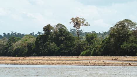 Costa-Rica-Rainforest-Trees-Scenery-Seen-on-River-Banks-while-Moving-Along-and-Traveling-on-a-Tourist-Boat-Trip-Tour-Through-Nature,-Tortuguero-National-Park,-Central-America-1