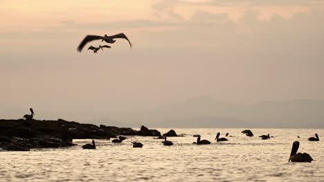 Costa-Rica-Birds-and-Wildlife,-Brown-Pelican-Feeding-Frenzy,-Amazing-Animal-Behaviour-of-Large-Flock-Flying-and-Diving-in-Pacific-Ocean-Coast-at-Sunset,-Punta-Leona