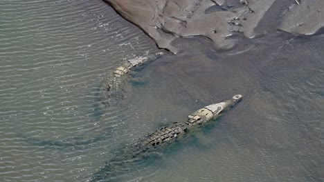 Costa-Rica-Wildlife-Aerial-Drone-View-of-Two-American-Crocodiles-in-the-Water-of-the-Tarcoles-River,-Basking-in-the-Sun-as-it-is-a-Warm-Blooded-Animal,-Central-America