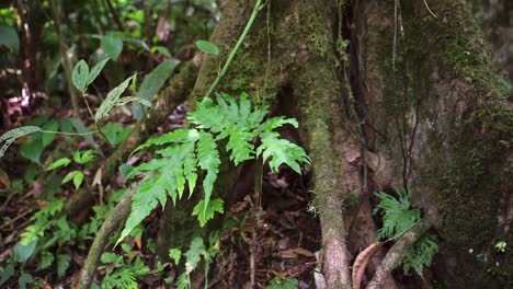 Costa-Rica-Tropical-Rainforest-Jungle-Detail,-Cinematic-Close-Up-of-Trees-and-Large-Twisted-Tree-Roots,-Plants-and-Greenery-in-the-understory-floor-at-Arenal-Volcano-National-Park,-Central-America