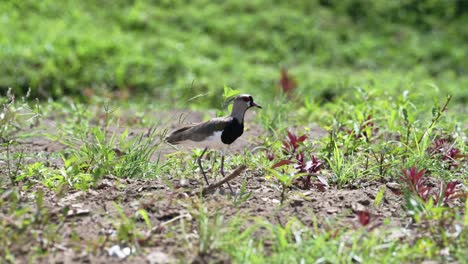 Southern-Lapwing-Walking-in-the-Grass,-Costa-Rica-Birds-on-a-River-Bank-at-Boca-Tapada,-Costa-Rica,-Central-America