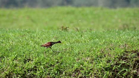 Nördlicher-Jacana-Zu-Fuß-Im-Gras,-Costa-Rica-Vögel-An-Einem-Flussufer-Bei-Boca-Tapada,-Costa-Rica,-Mittelamerika