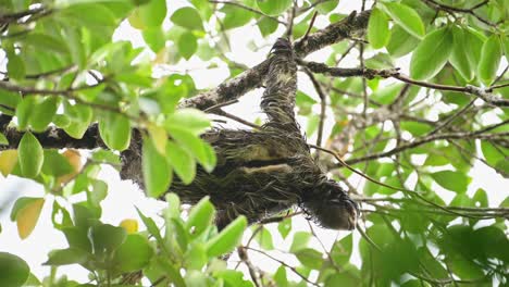 Wild-Lebende-Tiere-Im-Regenwald,-Faultier-In-Costa-Rica,-Auf-Einen-Baum-Klettern,-Braunkehliges-Dreizehenfaultier-,-Das-Sich-Langsam-Im-Tortuguero-Nationalpark-Bewegt,-Tiere-In-Freier-Wildbahn,-Mittelamerika