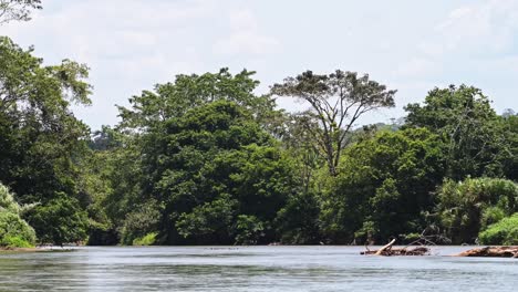 Rainforest-Scenery-and-Beautiful-Big-Old-Tree-on-San-Carlos-River-at-Costa-Rica-Nicaragua-Border-at-Boca-San-Carlos-on-River-Banks-while-on-Tourist-Boat-Trip-Tour,-Central-America