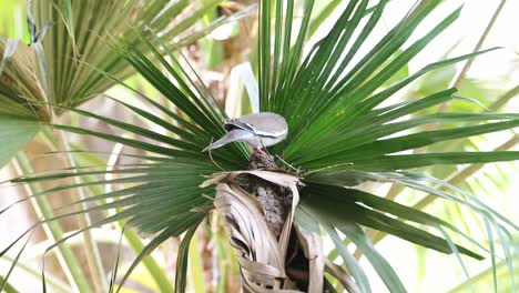 Costa-Rica-Birds,-Whimbrel-Perched-Perching-on-a-Branch,-Tarcoles-River-Birdlife,-Puntarenas-Province,-Costa-Rica-Wildlife-Holiday-Vacation,-Central-America-Bird-Life