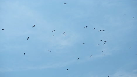 Magnificent-Frigatebird-Flying-High-in-the-Air,-a-Big-Flock-of-Hundreds-of-Birds-in-the-Blue-Sky-of-Costa-Rica,-Carara-National-Park,-Central-America