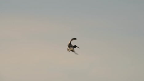 Pájaros-De-Costa-Rica-Volando-Y-Vida-Silvestre-Asombrosa,-Pelícano-Marrón-En-Vuelo-En-El-Cielo-Sobre-La-Costa-Del-Océano-Pacífico-Y-El-Mar-Al-Atardecer-Naranja,-Vida-Marina-Costera-Y-Aves