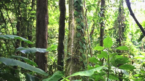 Tropical-Rainforest-Costa-Rica-Jungle-Detail,-Close-Up-of-Trees-and-Plants,-Flora-and-Fauna-and-Greenery-at-Arenal-Volcano-National-Park-Mistico-Hanging-Bridges,-Central-America