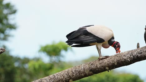 King-Vulture-,-a-Large-Costa-Rica-Bird,-Wildlife-at-Boca-Tapada,-Perched-on-a-Branch-in-a-Tree-in-Costa-Rica,-Central-America