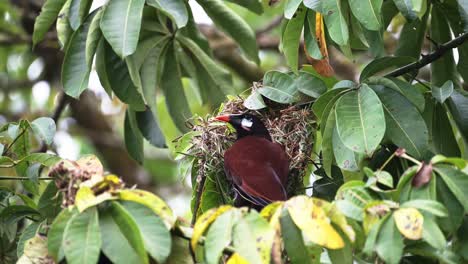 Montezuma-Oropendola-,-uilding-a-Nest-in-a-Tree-in-the-Rainforest-of-Costa-Rica,-Bird-and-Wildlife-in-Tortuguero-National-Park,-Central-America