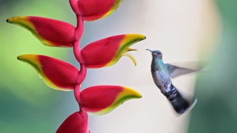 Colibrí-Jacobino-De-Cuello-Blanco-,-Pájaro-Que-Vuela-En-Vuelo-Y-Se-Alimenta-Y-Bebe-Néctar-De-Una-Flor-Roja-Brillante-En-La-Selva-Tropical-En-Costa-Rica,-América-Central-1