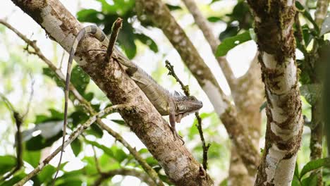 Grüne-Leguaneidechse,-Die-In-Einem-Baum-Im-Regenwald-In-Costa-Rica-Liegt,-Klettern-Und-Wandern,-Boca-Tapada,-Wildtierverhalten-Und-Erstaunliche-Natur-In-Mittelamerika