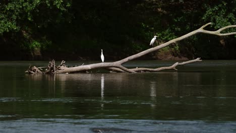 Great-White-Herons-,-Standing-Perched-on-a-Branch-in-the-River-at-Boca-Tapada,-Costa-Rica,-Central-America,-Beautiful-Animals-in-the-Wild-in-Natural-Habitat