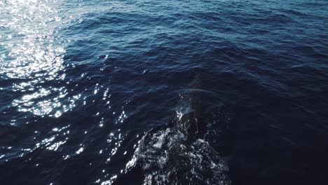 Sperm-whale-diving-in-Pelagos-sanctuary,-mediteranean-sea