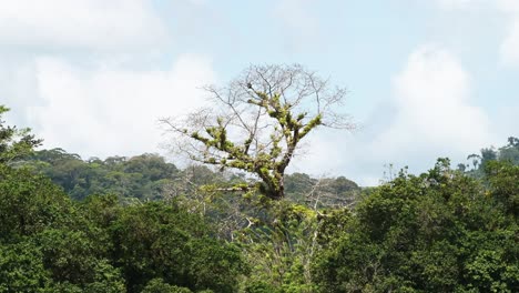 Costa-Rica-Rainforest-Trees-Scenery-Seen-on-River-Banks-while-Moving-Along-and-Traveling-on-a-Tourist-Boat-Trip-Tour-Through-Nature,-Tortuguero-National-Park,-Central-America