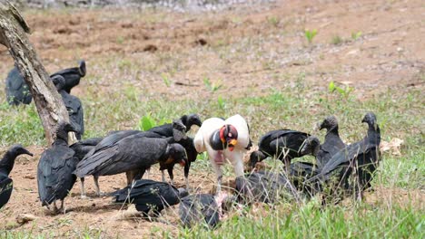 Königsgeier-,-Die-Sich-Von-Einem-Kadaver-Ernähren,-Essen,-Kämpfen-Und-Streiten,-Costa-Rica-Wildlebende-Vögel-Und-Vogelwelt-In-Boca-Tapada,-Mittelamerika