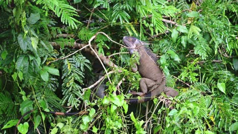 Fauna-De-Costa-Rica,-Iguana-Verde,-Un-Reptil-De-Sangre-Caliente-En-La-Selva,-Tumbado-Tomando-El-Sol-En-Un-árbol-Al-Sol,-Animales-En-El-Parque-Nacional-De-Tortuguero,-América-Central,-Naturaleza-Asombrosa-En-Su-Hábitat